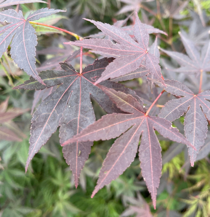 - Acer palmatum 'Hess Red Select' Japanese Maple - Mr Maple │ Buy Japanese Maple Trees