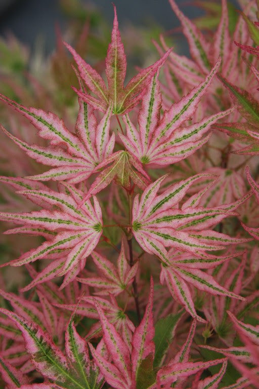 - Acer palmatum 'Ikandi' Japanese Maple - Mr Maple │ Buy Japanese Maple Trees