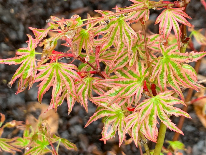 - Acer palmatum 'Ikandi' Japanese Maple - Mr Maple │ Buy Japanese Maple Trees