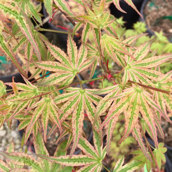 - Acer palmatum 'Ikandi' Japanese Maple - Mr Maple │ Buy Japanese Maple Trees