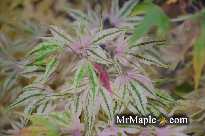 - Acer palmatum 'Ikandi' Japanese Maple - Mr Maple │ Buy Japanese Maple Trees