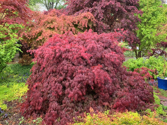 - Acer palmatum 'Inaba shidare' Japanese Maple - Mr Maple │ Buy Japanese Maple Trees