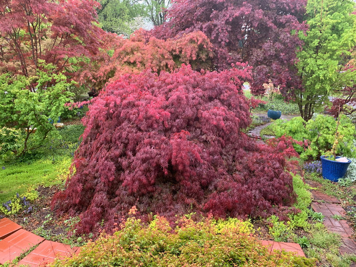 - Acer palmatum 'Inaba shidare' Japanese Maple - Mr Maple │ Buy Japanese Maple Trees