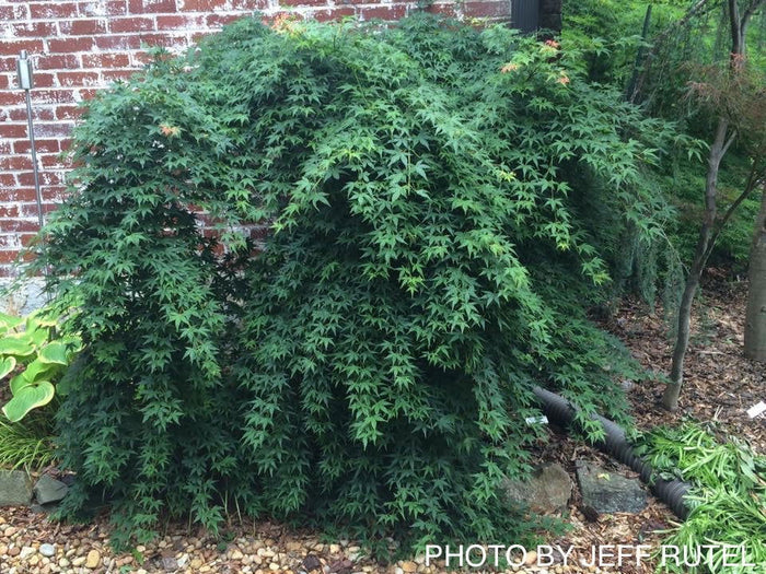 - Acer palmatum 'Jiro shidare' Japanese Maple - Mr Maple │ Buy Japanese Maple Trees