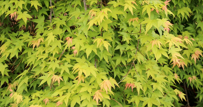 Acer palmatum 'Jiro shidare' Japanese Maple