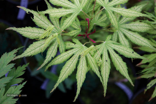 Acer palmatum 'Julia' Japanese Maple