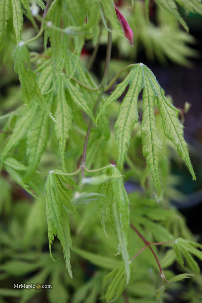 Acer palmatum 'Julia' Japanese Maple