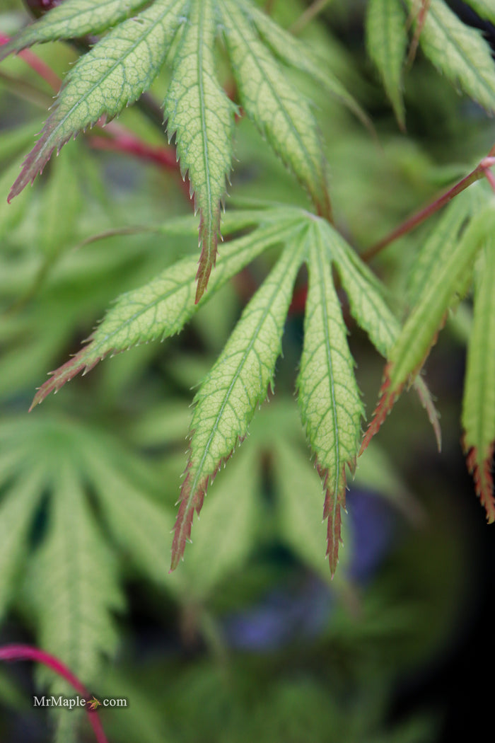 Acer palmatum 'Julia' Japanese Maple