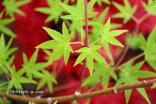 - Acer palmatum 'Ko chidori' Japanese Maple - Mr Maple │ Buy Japanese Maple Trees