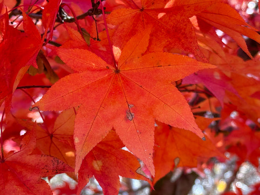 Acer palmatum 'Mon zukushi' Japanese Maple
