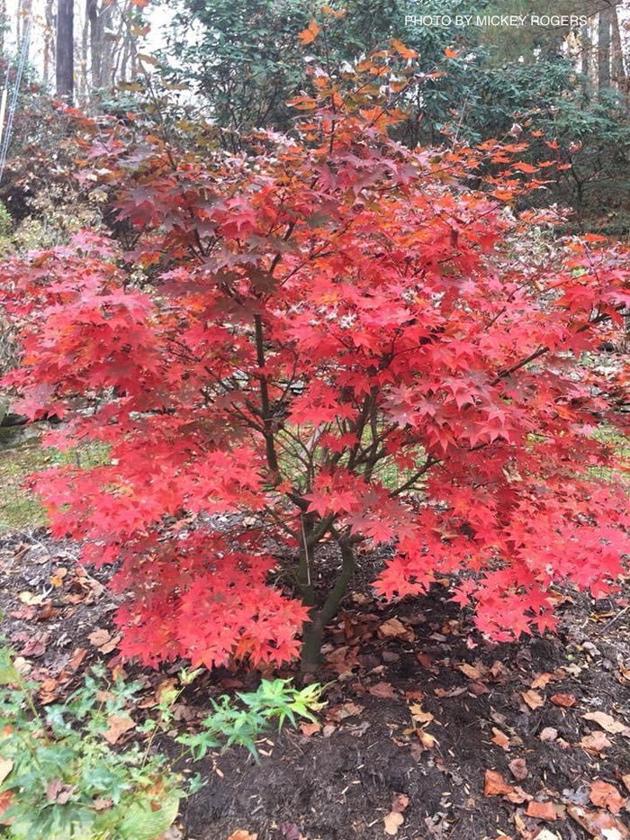 - Acer palmatum 'Mon zukushi' Japanese Maple - Mr Maple │ Buy Japanese Maple Trees