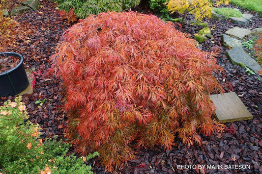 - Acer palmatum 'Pendulum Julian' Weeping Japanese Maple - Mr Maple │ Buy Japanese Maple Trees