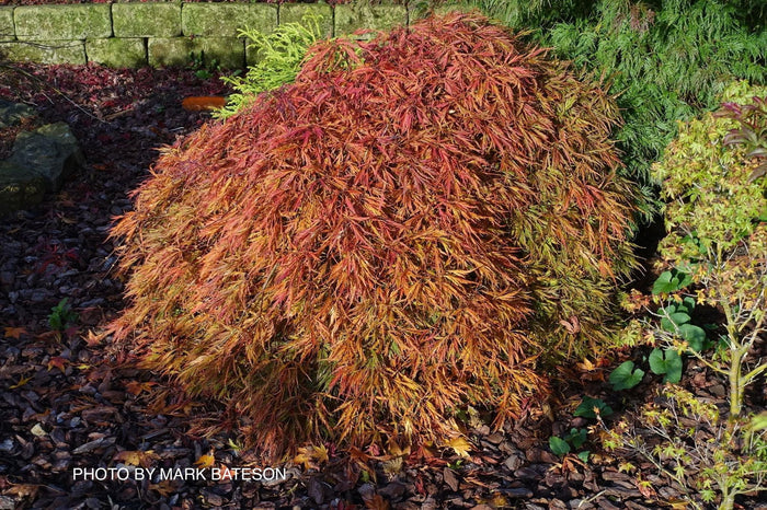 - Acer palmatum 'Pendulum Julian' Weeping Japanese Maple - Mr Maple │ Buy Japanese Maple Trees