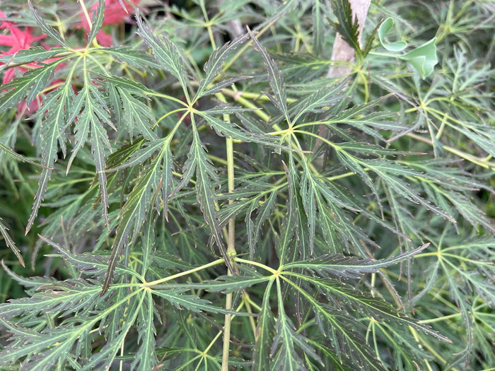 - Acer palmatum 'Pendulum Julian' Weeping Japanese Maple - Mr Maple │ Buy Japanese Maple Trees