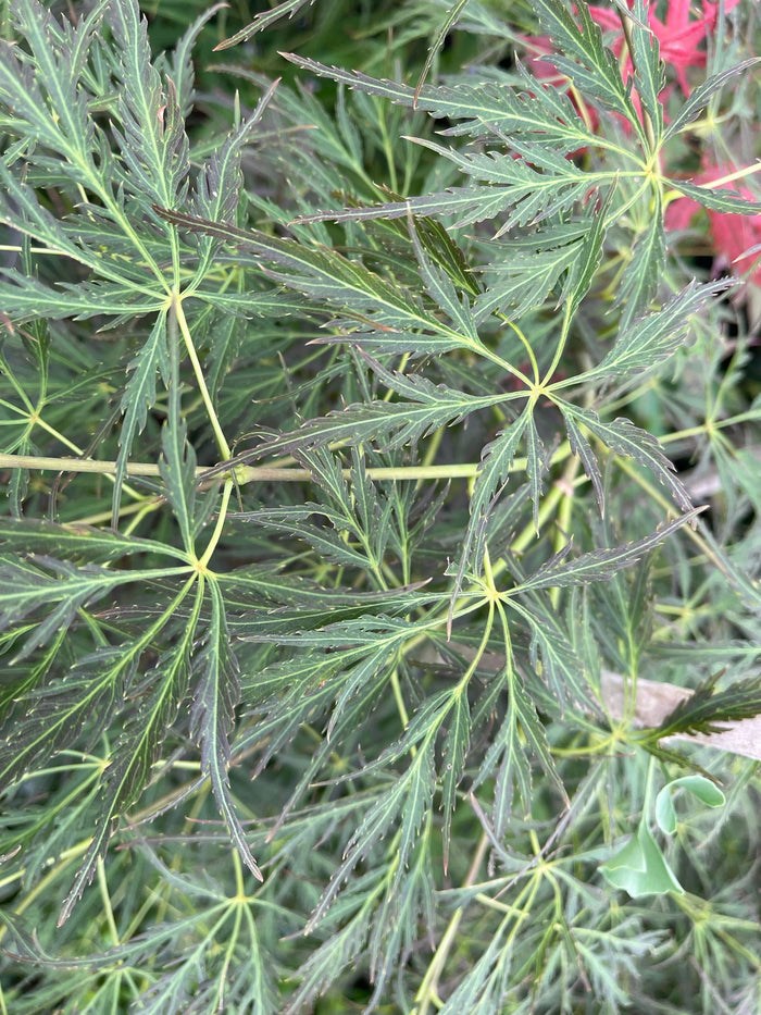 - Acer palmatum 'Pendulum Julian' Weeping Japanese Maple - Mr Maple │ Buy Japanese Maple Trees