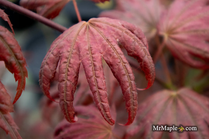 - Acer palmatum x 'Purple Curl' Japanese Maple - Mr Maple │ Buy Japanese Maple Trees