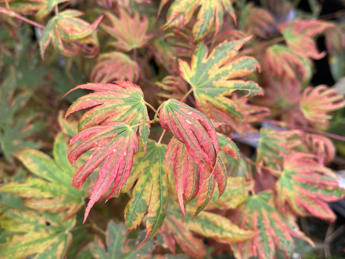 - Acer palmatum x 'Purple Curl' Japanese Maple - Mr Maple │ Buy Japanese Maple Trees
