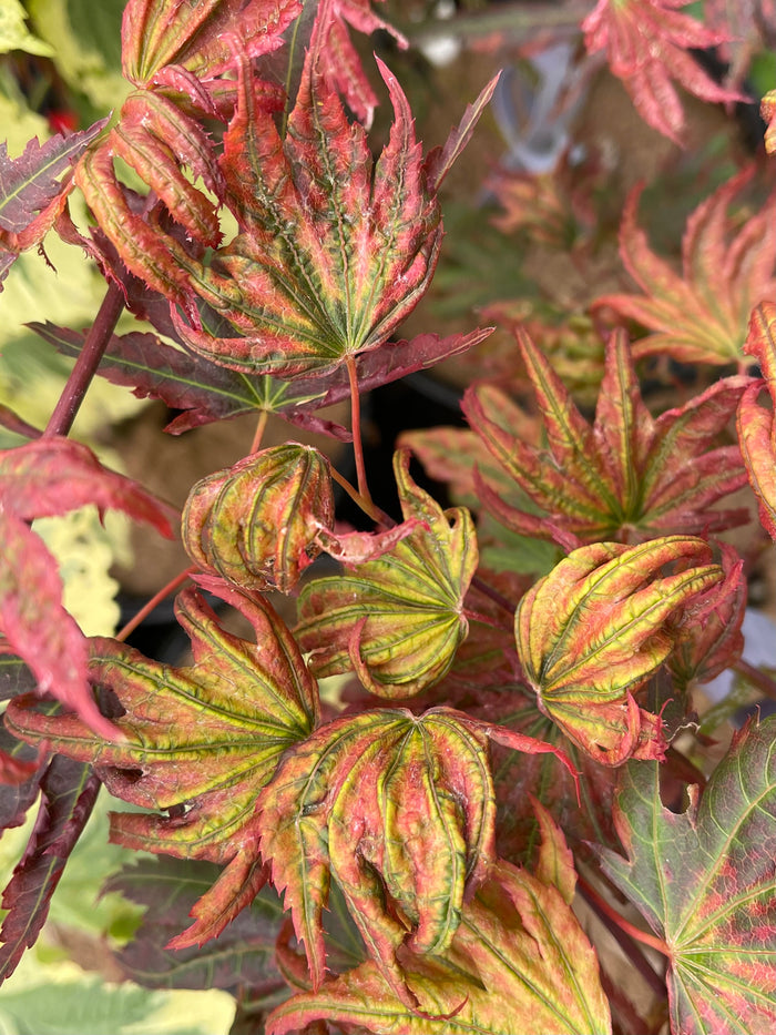 - Acer palmatum x 'Purple Curl' Japanese Maple - Mr Maple │ Buy Japanese Maple Trees