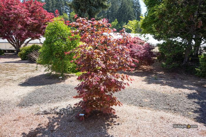 Acer shirasawanum 'Plum Wine' Japanese Maple