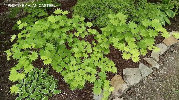 - Acer shirasawanum 'Red Wing' Japanese Maple - Mr Maple │ Buy Japanese Maple Trees