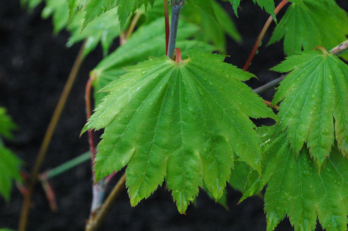 - Acer shirasawanum 'Red Wing' Japanese Maple - Mr Maple │ Buy Japanese Maple Trees