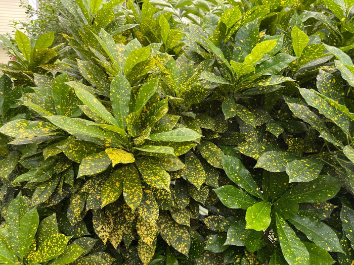 - Aucuba japonica ‘Variegata’ Japanese Laurel - Mr Maple │ Buy Japanese Maple Trees