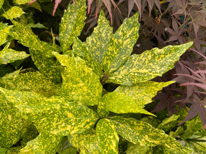 - Aucuba japonica ‘Variegata’ Japanese Laurel - Mr Maple │ Buy Japanese Maple Trees