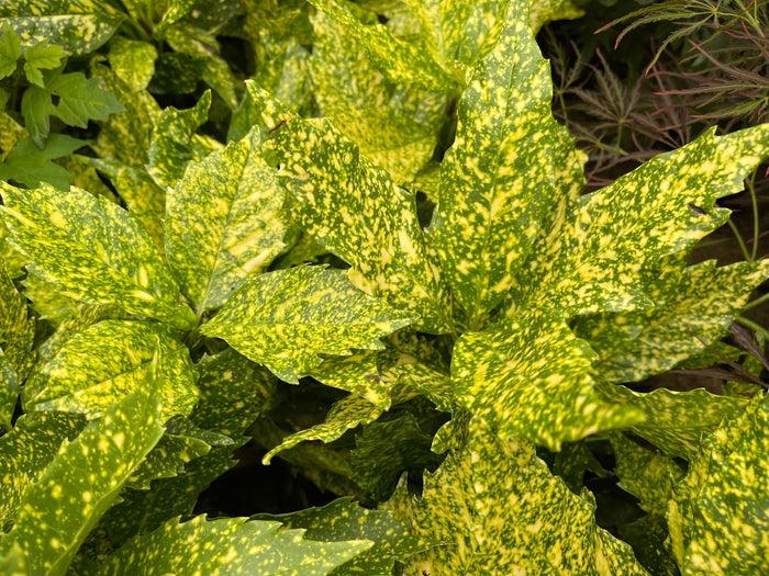 - Aucuba japonica ‘Variegata’ Japanese Laurel - Mr Maple │ Buy Japanese Maple Trees