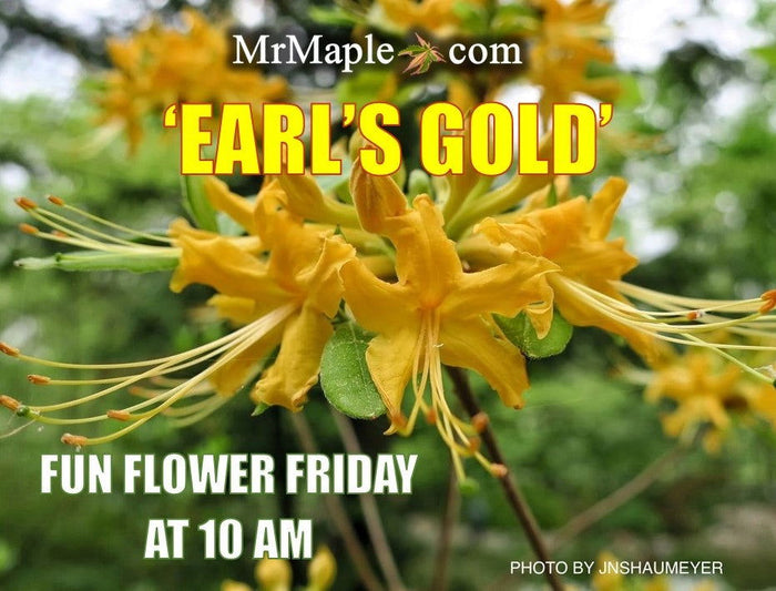 - Azalea 'Earl’s Gold’ Yellow Orange Native Azalea - Mr Maple │ Buy Japanese Maple Trees