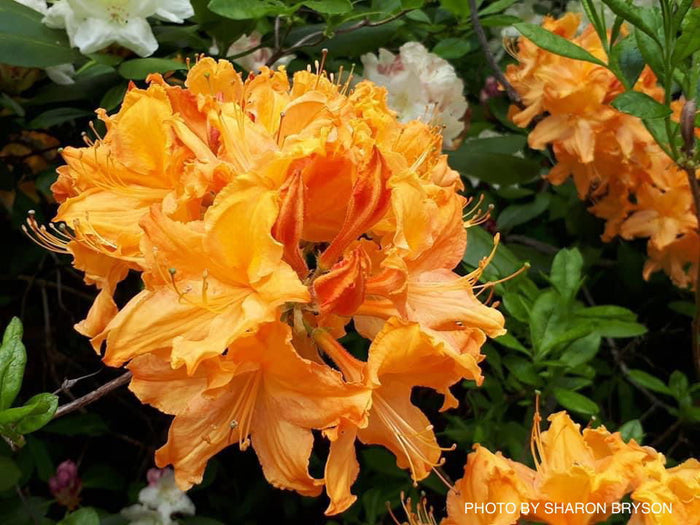 - Azalea 'Golden Lights’ Yellow Orange Flowers Azalea Northern Lights - Mr Maple │ Buy Japanese Maple Trees