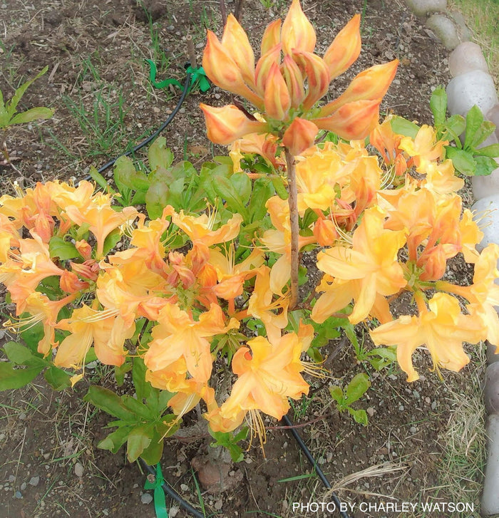 - Azalea 'Golden Lights’ Yellow Orange Flowers Azalea Northern Lights - Mr Maple │ Buy Japanese Maple Trees