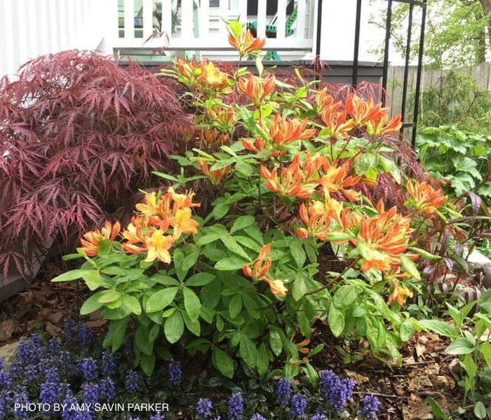 - Azalea 'Golden Lights’ Yellow Orange Flowers Azalea Northern Lights - Mr Maple │ Buy Japanese Maple Trees