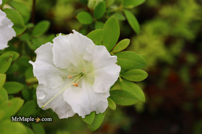 - Azalea 'Gumpo White’ White Satsuki Azalea - Mr Maple │ Buy Japanese Maple Trees