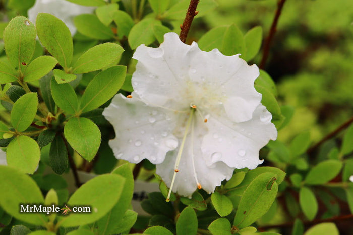 - Azalea 'Gumpo White’ White Satsuki Azalea - Mr Maple │ Buy Japanese Maple Trees