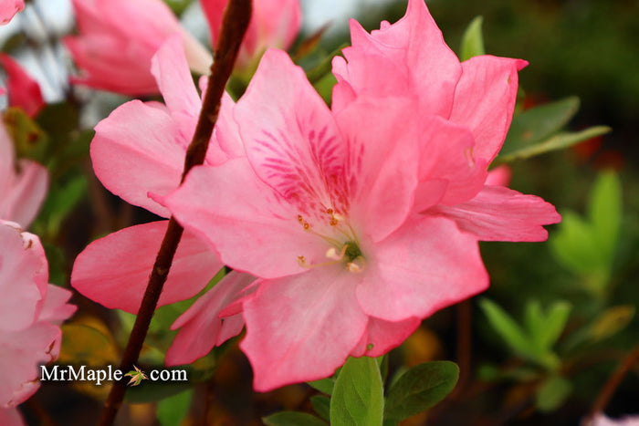 - Azalea 'Hampton Beauty’ Pink Flowering Pericat Azalea - Mr Maple │ Buy Japanese Maple Trees