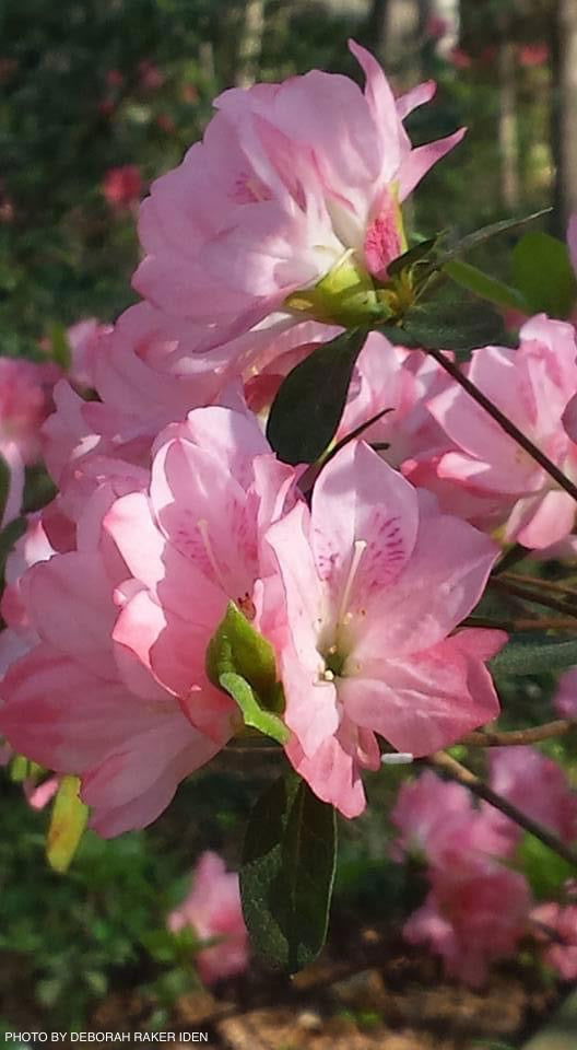 - Azalea 'Hampton Beauty’ Pink Flowering Pericat Azalea - Mr Maple │ Buy Japanese Maple Trees
