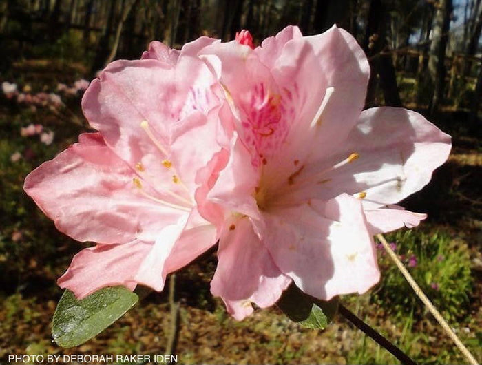 - Azalea 'Hampton Beauty’ Pink Flowering Pericat Azalea - Mr Maple │ Buy Japanese Maple Trees
