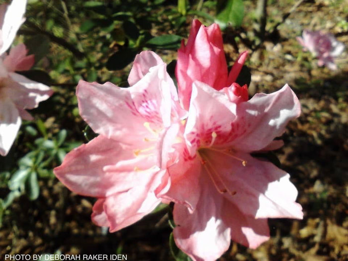 - Azalea 'Hampton Beauty’ Pink Flowering Pericat Azalea - Mr Maple │ Buy Japanese Maple Trees