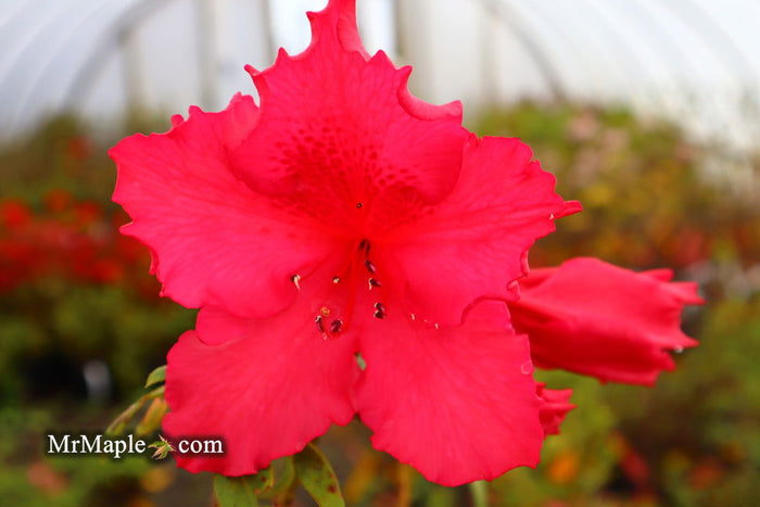 - Azalea 'Katherine Allison’ Red Flowering Aromi Azalea - Mr Maple │ Buy Japanese Maple Trees