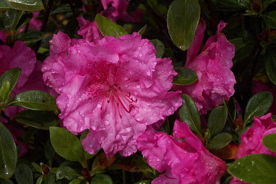 - Azalea 'Michaele Lux’ Pink Lavender Aromi Azalea - Mr Maple │ Buy Japanese Maple Trees
