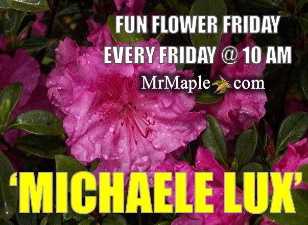 - Azalea 'Michaele Lux’ Pink Lavender Aromi Azalea - Mr Maple │ Buy Japanese Maple Trees