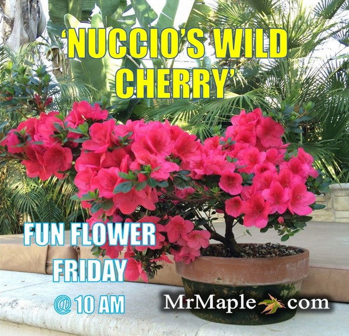 - Azalea 'Nuccio’s Wild Cherry’ Cherry Pink Flowering Satsuki Azalea - Mr Maple │ Buy Japanese Maple Trees