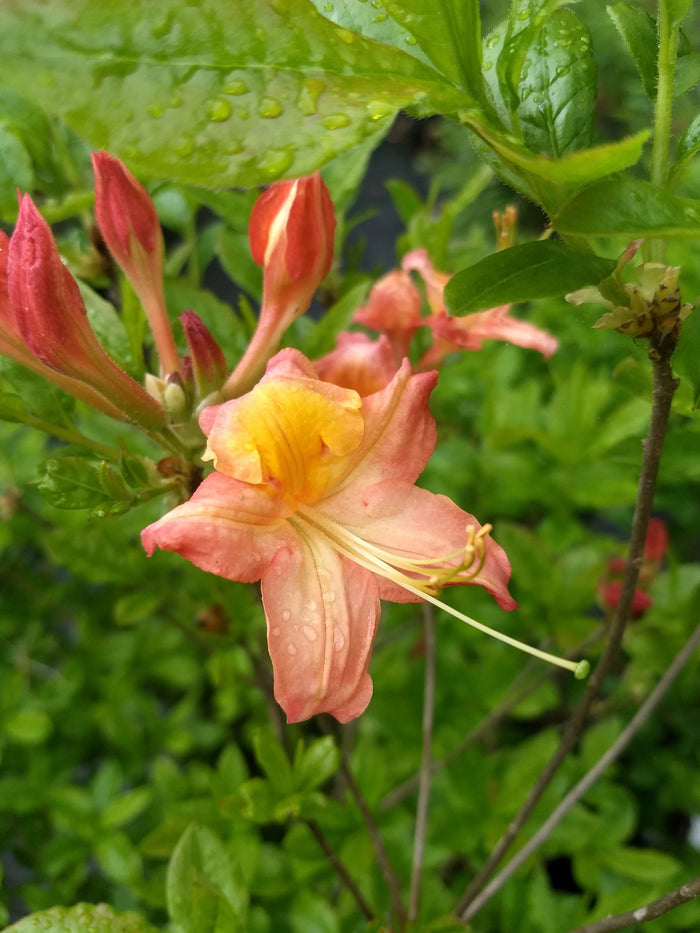 - Azalea 'Pat’s Pink’ Pink Auburn Deciduous Azalea - Mr Maple │ Buy Japanese Maple Trees