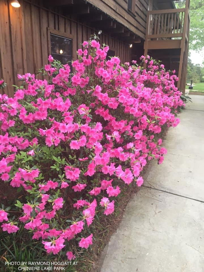 - Azalea 'Pink Ruffle’ Pink Flowering Rutherford Azalea - Mr Maple │ Buy Japanese Maple Trees
