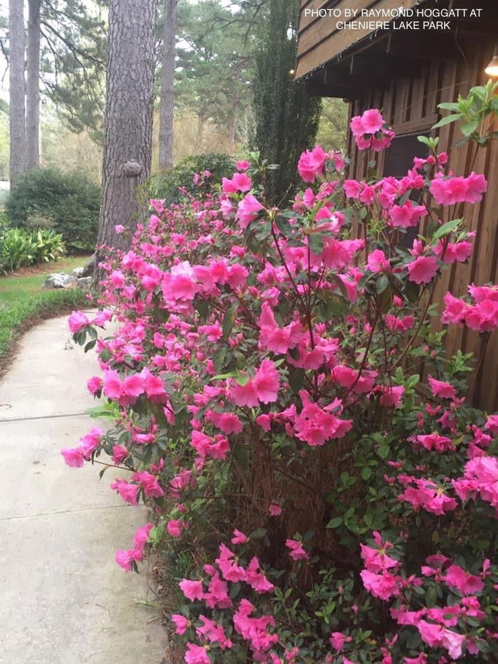 - Azalea 'Pink Ruffle’ Pink Flowering Rutherford Azalea - Mr Maple │ Buy Japanese Maple Trees