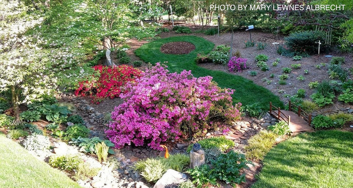 - Azalea 'Pink Ruffle’ Pink Flowering Rutherford Azalea - Mr Maple │ Buy Japanese Maple Trees