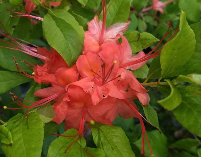 - Azalea 'Skipper Lane’ Red Native Plumleaf Azalea - Mr Maple │ Buy Japanese Maple Trees