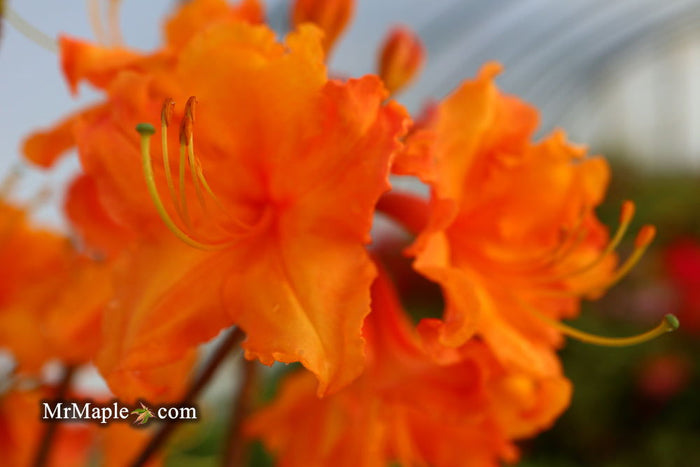 - Azalea 'Tiger’ Orange Flowers Deciduous Azalea - Mr Maple │ Buy Japanese Maple Trees