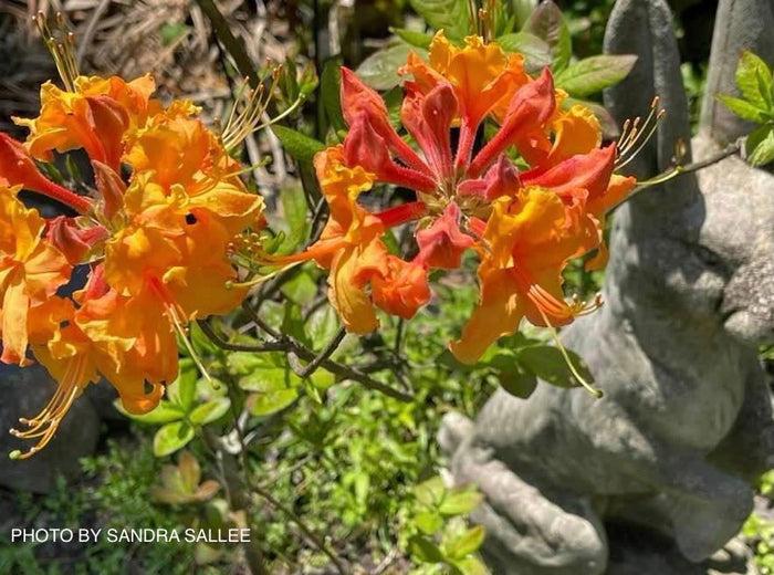 - Azalea 'Tiger’ Orange Flowers Deciduous Azalea - Mr Maple │ Buy Japanese Maple Trees