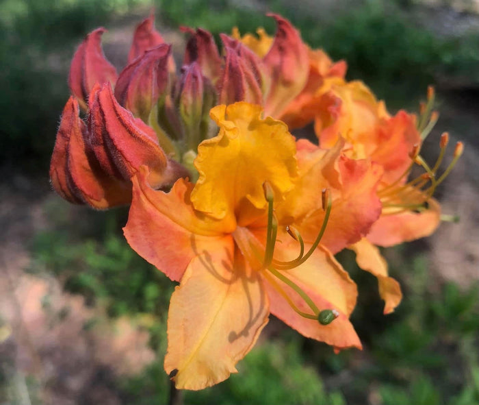 - Azalea 'Tiger’ Orange Flowers Deciduous Azalea - Mr Maple │ Buy Japanese Maple Trees